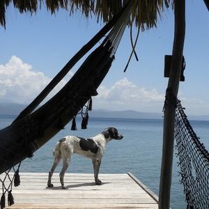 Meet your Posher, Samuel